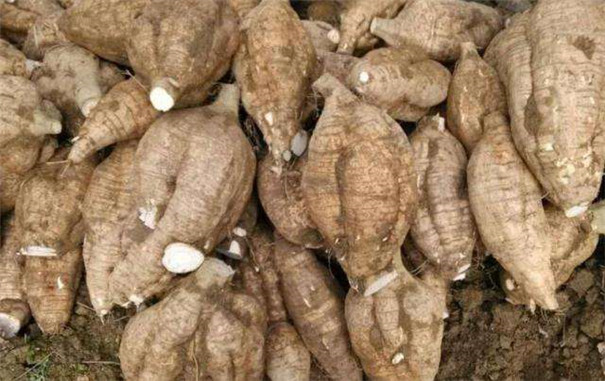 葛根淀粉加工一定要使用葛粉設備嗎？