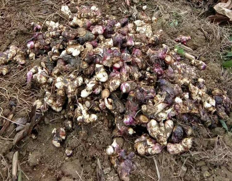 芭蕉芋淀粉加工難度較大的兩個(gè)環(huán)節是什么？
