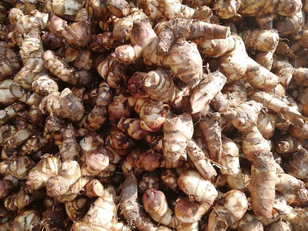 芭蕉芋淀粉加工難度較大的兩個(gè)環(huán)節是什么？