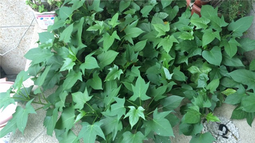 發(fā)芽紅薯不要扔，小妙招給你大驚喜