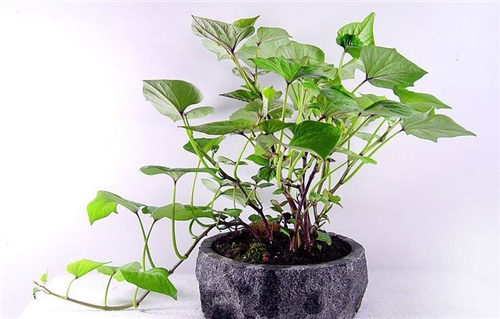 發(fā)芽紅薯不要扔，小妙招給你大驚喜